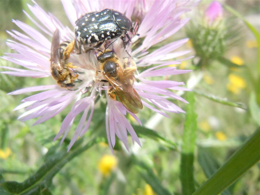 Folla al mercato dei fiori (Oxythirea e Halictidae)